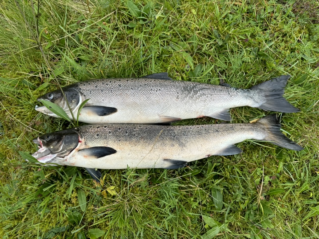 To laks frå Morkadalen