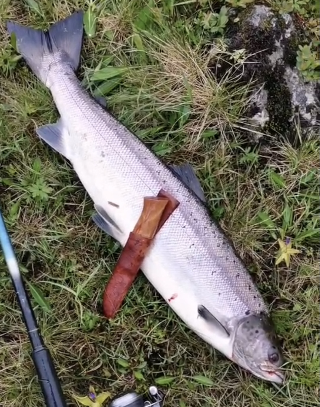 Laksefangst i Morkadalen